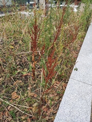 Rumex obtusifolius
