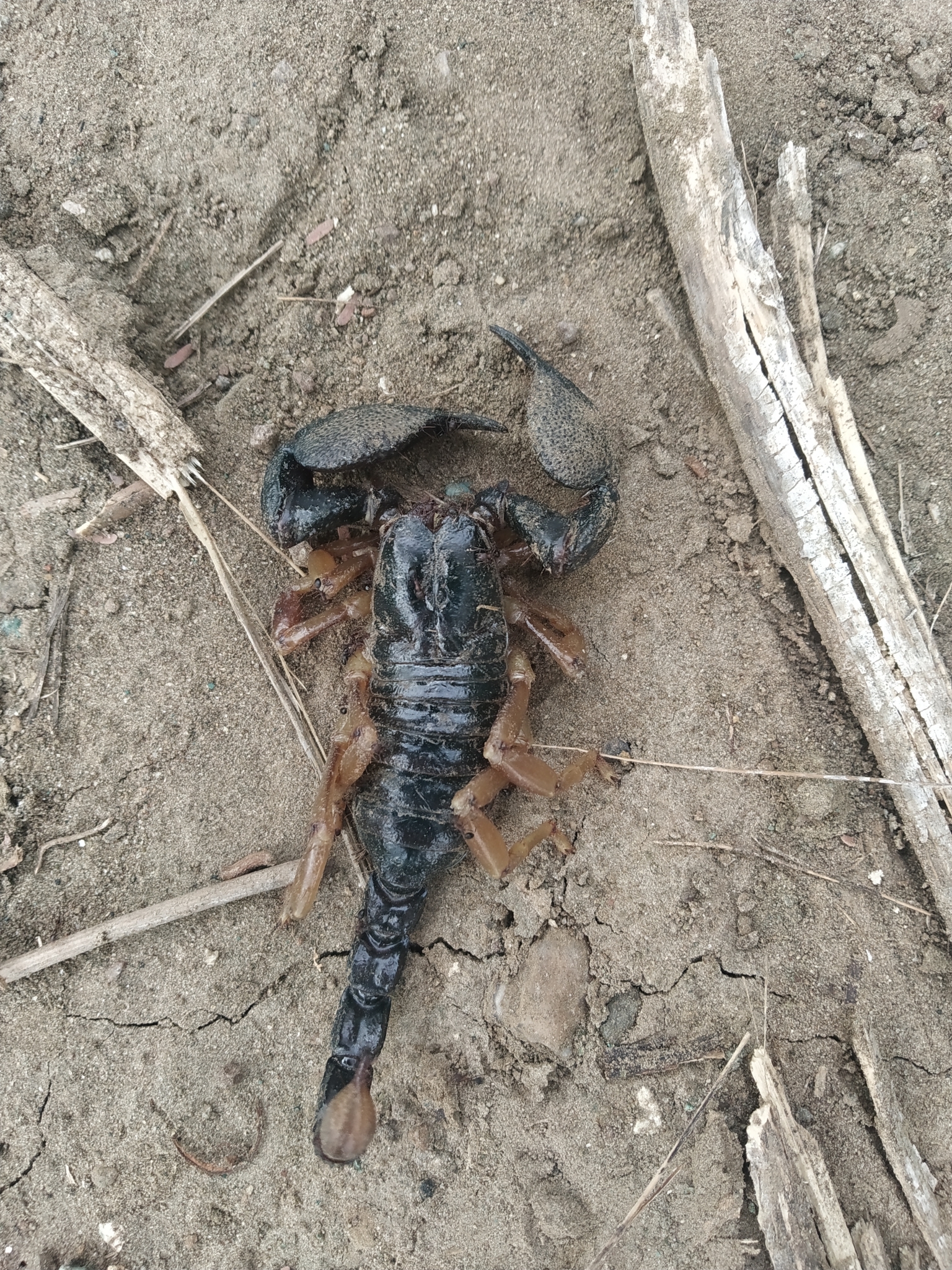 サソリ標本 scorpion palaneus fulvipes