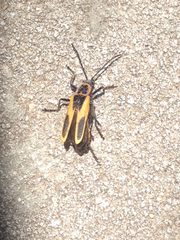 Chauliognathus scutellaris