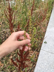 Rumex obtusifolius