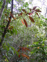 Columnea rutilans