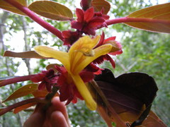 Columnea rutilans