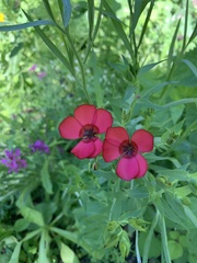 Linum grandiflorum