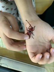 Dicelosternus corallinus