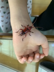 Dicelosternus corallinus