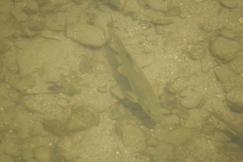 Italian barbel (Barbus plebejus) — Cyprinidae — 2