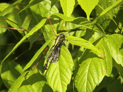 Gomphurus