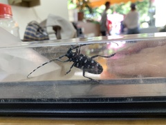 Anoplophora macularia