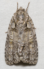 Acronicta ovata