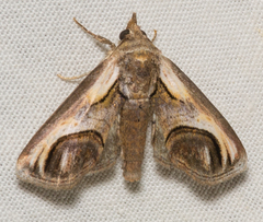 Paectes oculatrix