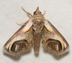 Paectes oculatrix