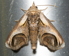 Paectes oculatrix