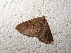Larentia malvata