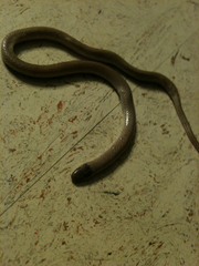Tantilla hobartsmithi