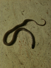 Tantilla hobartsmithi