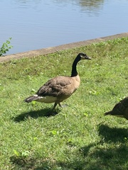 Branta canadensis