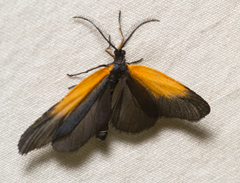 Pyromorpha dimidiata