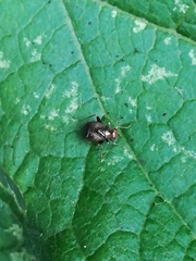 Halticini