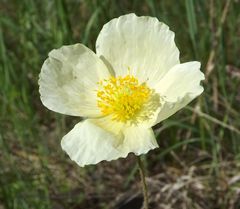 Papaver amurense