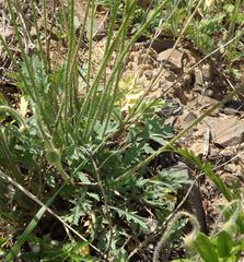 Papaver amurense