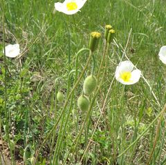Papaver amurense