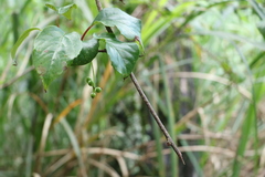 Schisandra arisanensis