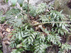 Lomariopsis jamaicensis