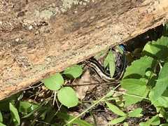 Plestiodon