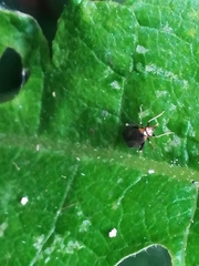 Halticini