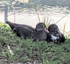 Cairina moschata domestica