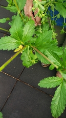 Potentilla