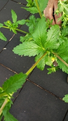 Potentilla