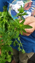 Potentilla