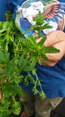 Potentilla