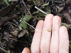Cranichis diphylla