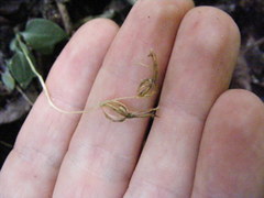 Cranichis diphylla