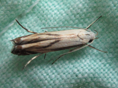 Polyhymno pontifera