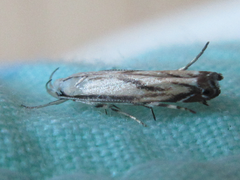 Polyhymno pontifera
