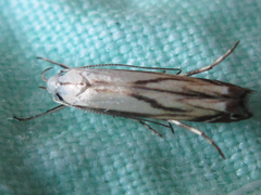 Polyhymno pontifera