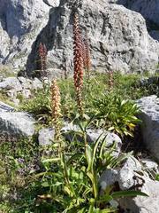 Digitalis parviflora
