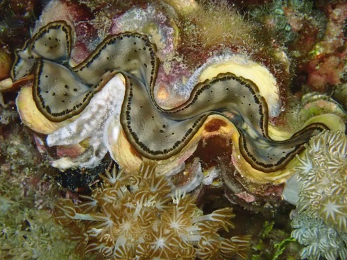 Small Giant Clam — seen at this dive site