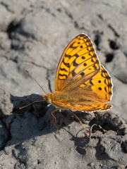 Argynnis adippe