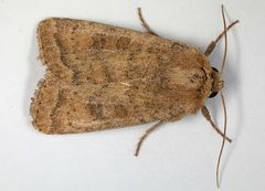 Hoplodrina octogenaria