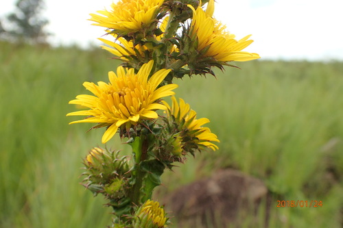 Image of Berkheya echinacea by no rights reserved
