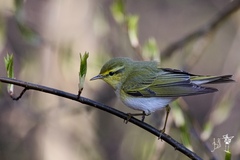 Wood Warbler photo 3