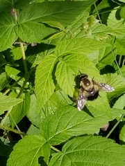 Volucella bombylans