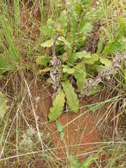 Berkheya echinacea echinacea