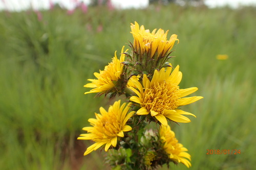Image of Berkheya echinacea by no rights reserved
