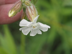 Behenantha