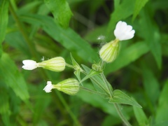 Behenantha